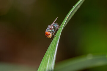 Big fly with red eye
