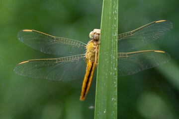 Close up of a golden dragonfly on a green leaf