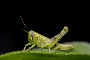 Green grasshopper ready to jump away 