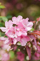 Spring flowers of decorative apple tree