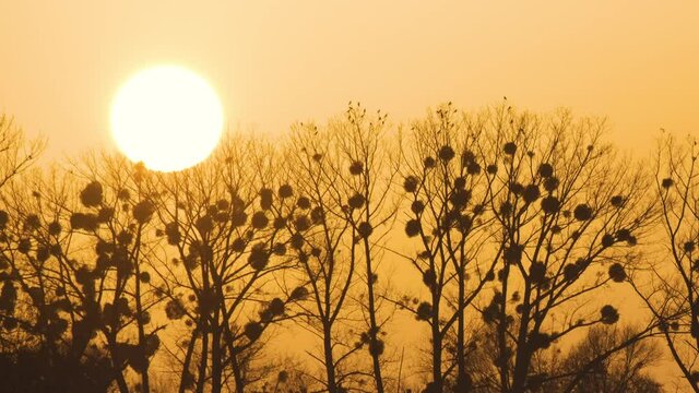 Bright yellow setting sun behind black bate trees.