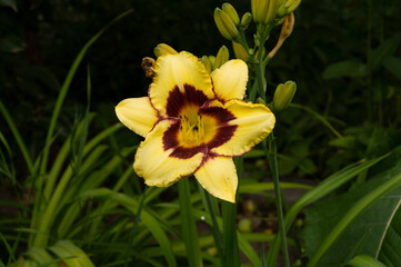 Daylily, flower in the garden, decorativel plant for flower beds. Photo in the natural environment.