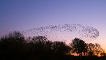 Fototapeta na wymiar Beautiful large flock of starlings. A flock of starlings birds fly in the Netherlands. During January and February, hundreds of thousands of starlings gathered in huge clouds. Starling murmurations.