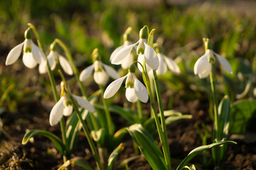 Galanthus woronowii , flower in the garden, ornamental flowerbed plant. Photo in the natural environment.