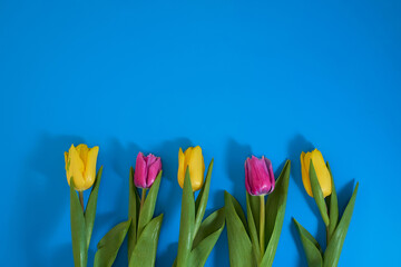 detailed red and yellow tulip petals, mothers day or easter tulip floral background, spring tulip flower on blue background