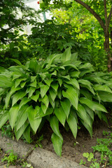 Hosta, flower in the garden, ornamental flowerbed plant with beautiful lush leaves. Photo in the natural environment.