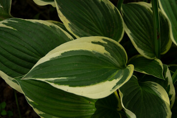 Hosta, flower in the garden, ornamental flowerbed plant with beautiful lush leaves. Photo in the natural environment.