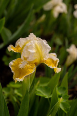 Naklejka na ściany i meble Iris, flower in the garden, ornamental plant for flower beds.