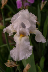 Iris, flower in the garden, ornamental plant for flower beds.