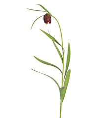 Wild flower of Alpine checkered lily isolated on white, Fritillaria Montana or orientalis