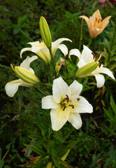 Fototapeta na wymiar Lily, flower in the garden, ornamental flowerbed.