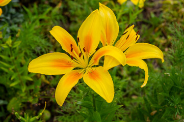 Lily, flower in the garden, ornamental flowerbed.
