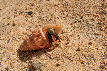 hermit crab on the beach