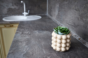 Beautiful potted echeveria on kitchen counter indoors. Succulent plant in glazed flowerpot with...