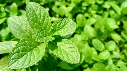 fresh green mint