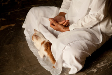 Cat with yogi