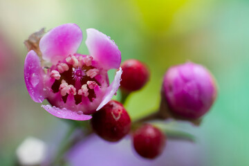 Fototapeta na wymiar Macrofotografía de una flor de cera