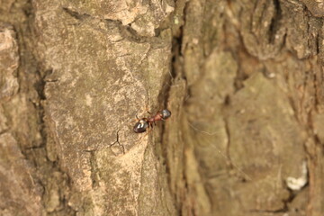 ant on the ground