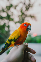 Bird parrot,Beautiful Sun Conure bird