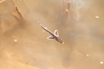 Small sturgeon in the water of the Ural River, Kazakhstan, Uralsk