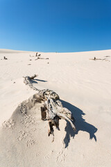 Polish famus dunes in Leba.