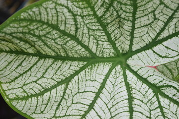 Obraz premium green leaf texture
