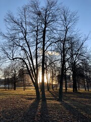 sunset in the park