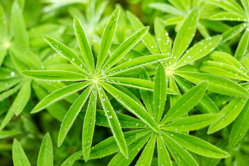 close up of green leaves