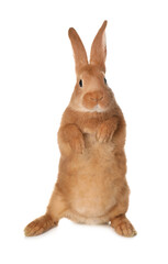 Fototapeta premium Cute bunny isolated on white. Easter symbol