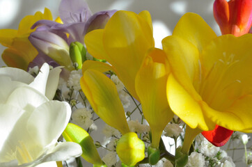 Piękne, kolorowe wiosenne kwiaty, frezje