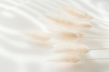 Brown bunny tail grass on grey background, copy space, dried lagurus grass