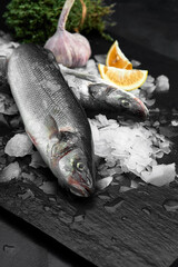 Raw fresh organic dorado or sea bream with lemon on ice cubes over black slate, stone or concrete background.