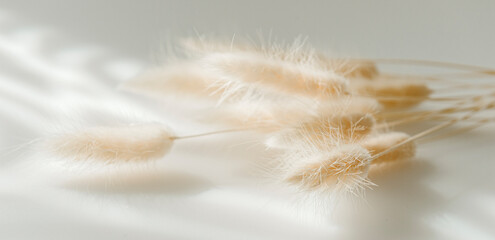 Brown bunny tail grass on grey background, copy space, dried lagurus grass