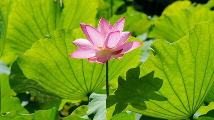 pink lotus flower