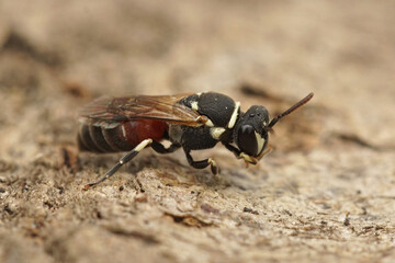 Closeup of a colorful but small male Mediterannean  masked bee,  Hylaeus meridionalis in Gard, France