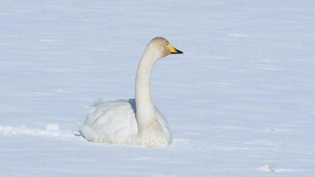 雪上に座り込むオオハクチョウ(Whooper swan)