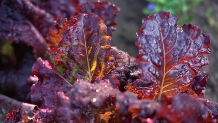 Lettuce in the garden. Red lettuce leaves on the beds in the vegetable field. Gardening background with salads in the open field, close-up. Lactuca sativa purple leaves, close-up