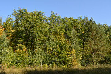 Edge of the mix forest in the september. Beautiful trees with green and yellow foliage on the background of blue sky.