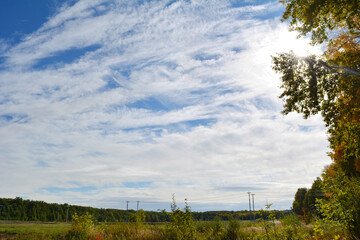 Landscape with poplar trees, field, forest on the background, and beautiful skyscape. Cirrocumulus white clouds on blue sky.