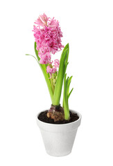 Naklejka na ściany i meble Beautiful potted hyacinth flower isolated on white