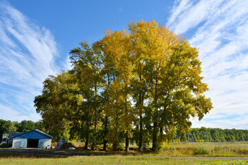 Rural landscape with tall poplar trees in sunny autumn day