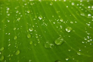 Water droplets on grass droplets have melted bokeh in the background.