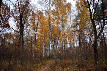Fototapeta premium Autumn deciduous forest. Birch and oak trees in fall season. Picturesque scene