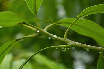 Transparent water droplets on green branches.