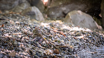 Wild rat in nature. Brown rat. Rattus norvegicus. Lutry, Switzerland.