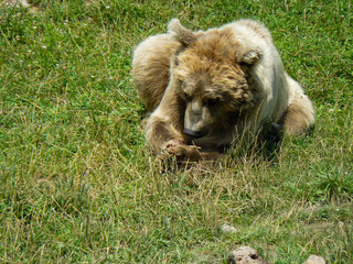 europäischer Braunbär