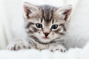 Fototapeta premium Kitten peeks out holding by paws. Happy Kitten baby looking at camera. Cat Portrait. Grey tabby fluffy kitten hiding behind blanket on couch. Playful cat resting on soft white blanket at home alone