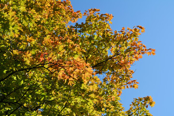 Orange and green maple leaves in the beginning of autumn. Colorful tree foliage against clear blue...