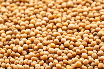 Many whole mustard seeds as background, closeup