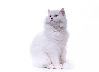 white cat isolated